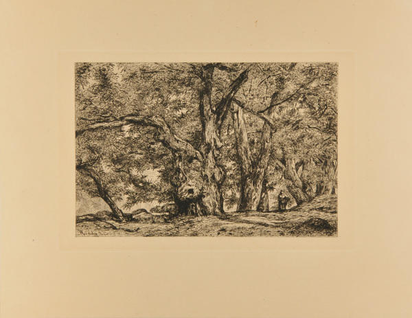 Châtaigneraie à Royat