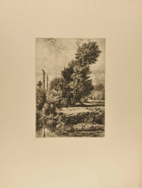 CHESTNUT TREE IN ROYAT (FIRST PLATE)