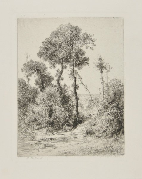 Motif d’Arbres en Hauteur