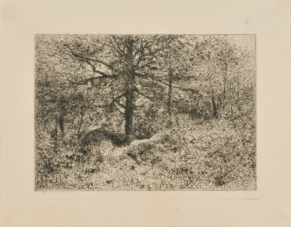 Intérieur de forêt