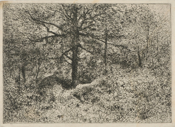 Intérieur de forêt