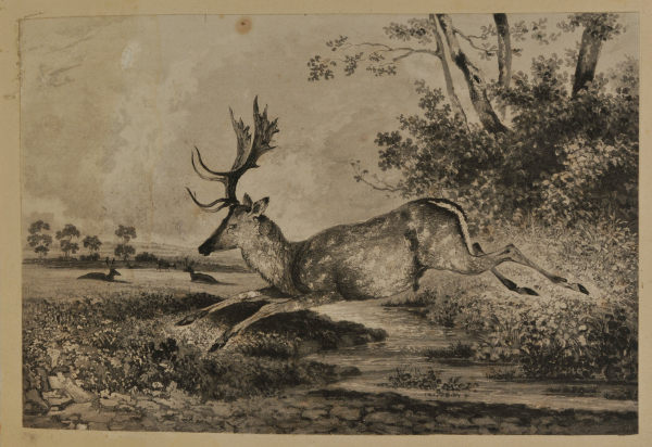 Jumping Stag