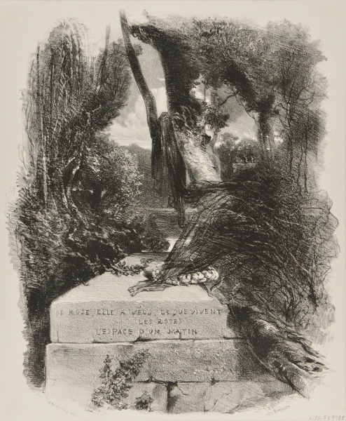 "A ROSE, SHE HAS LIVED AS LONG AS ROSES LIVE, THE SPAN OF A MORNING"