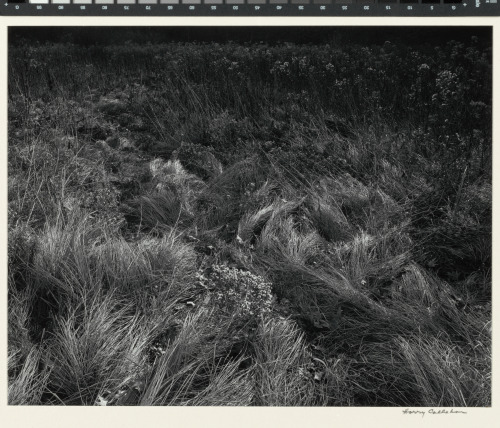 from the portfolio “Harry Callahan, Landscapes 1941-1971”