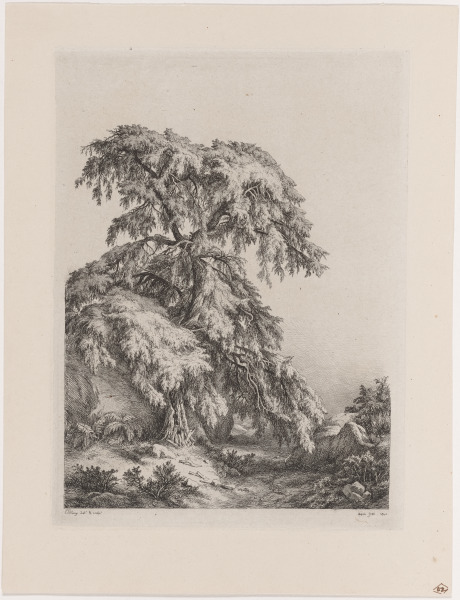 Le Genevrier (The Juniper Tree)