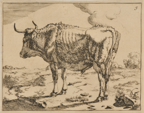 Boeufs et Vaches