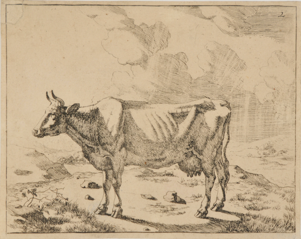 Boeufs et Vaches