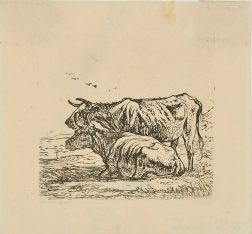 Two Cows in a Pasture