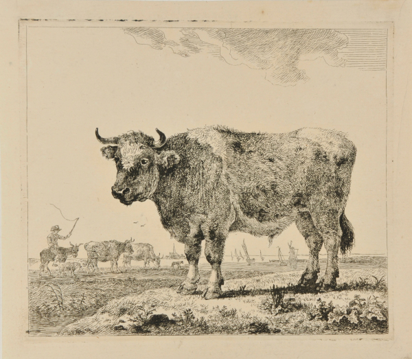 Bull Standing in a River Landscape