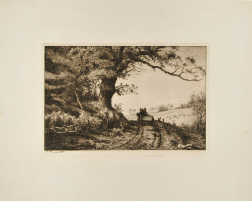 Old Oak Growing over the Road