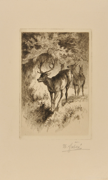 Deer in the Forest