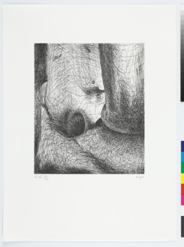 ELEPHANT SKULL, PLATE XX