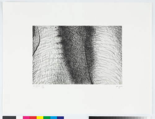 ELEPHANT SKULL, PLATE XXIV