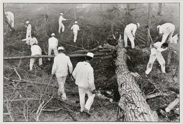 CLEARING LAND, ELLIS