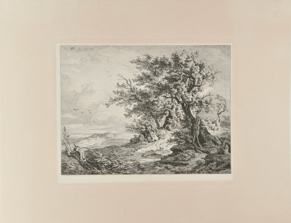 OAK TREE IN A STORM ON THE ISLAND OF RÜGEN