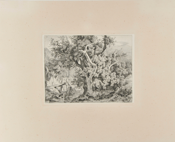 GREAT OAK TREE IN THE WOODS OF ILMENAU WITH A WOODEN FOOT BRIDGE OVER A STREAM