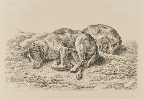 TWO SLEEPING HUNTING DOGS
