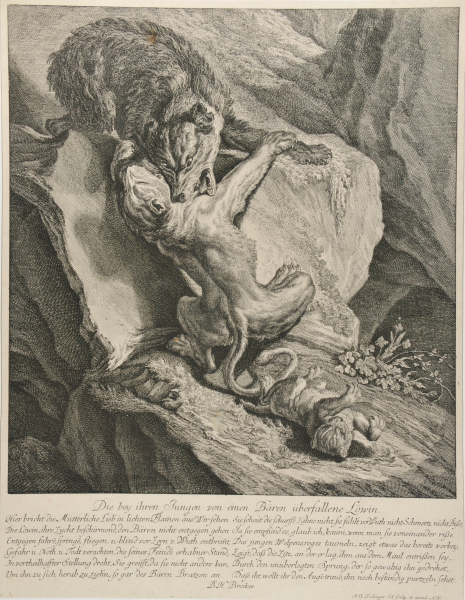 LIONESS FIGHTING A WOLF