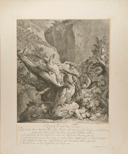 A FLOCK OF FIVE RAPTORS RESTING AMONG TREE TRUNKS