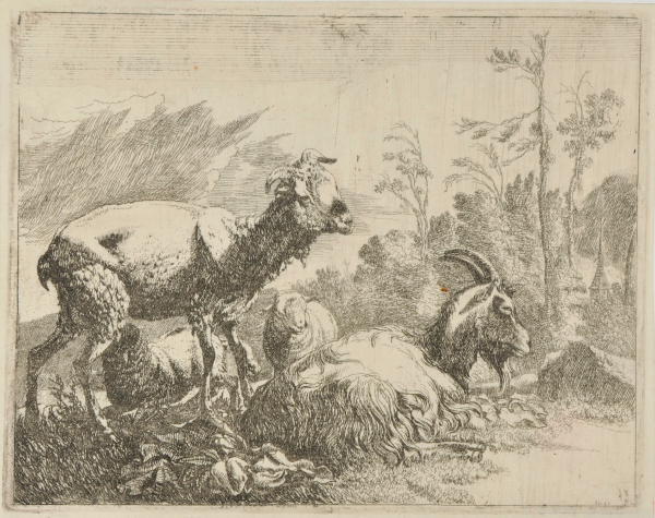 SHAVEN SHEEP STANDING AT LEFT, GOAT LYING AT CENTER-RIGHT