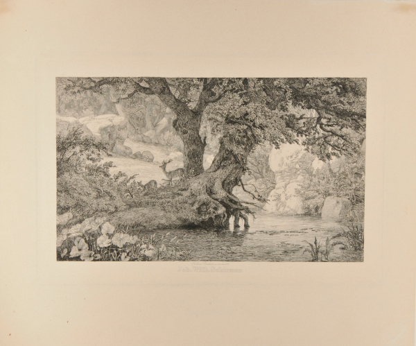 PAIR OF DEER IN THE FOREST