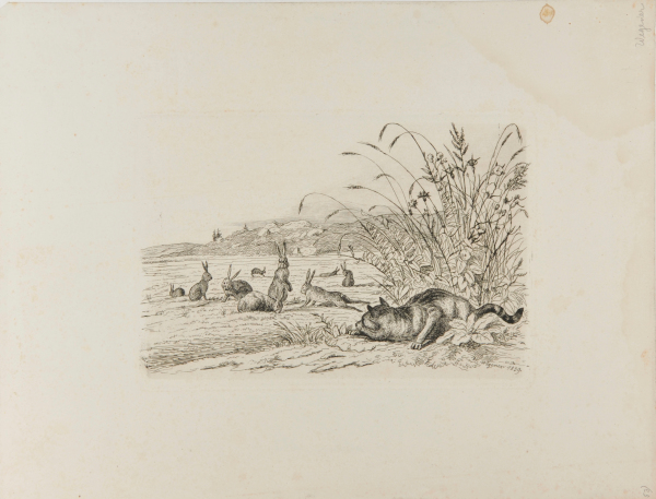 CAT STALKING RABBITS IN A FIELD