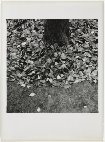 TREE TRUNK AND LEAVES