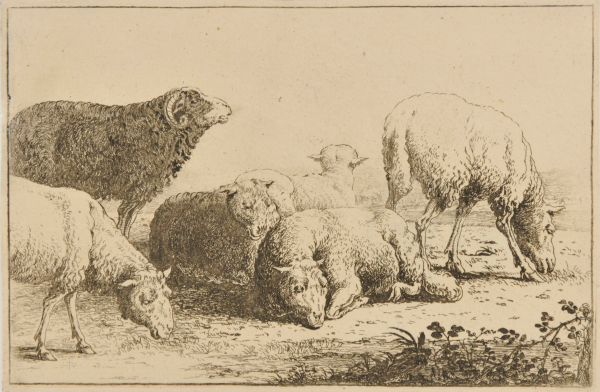 THE SHEEP