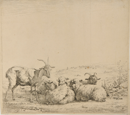 TWO GOATS AND THREE SHEEP