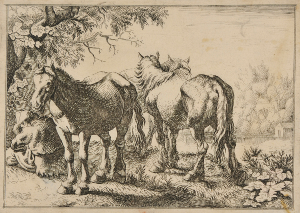 THE HORSES
