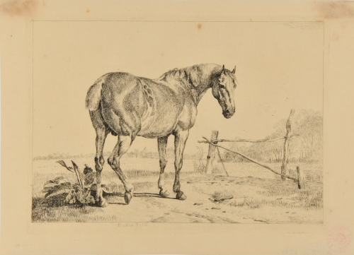 HORSE IN MEADOW BY A WOODEN BARRIER