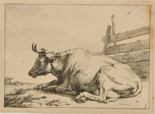 COW LYING BY A BOARD FENCE