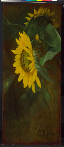 SUNFLOWERS