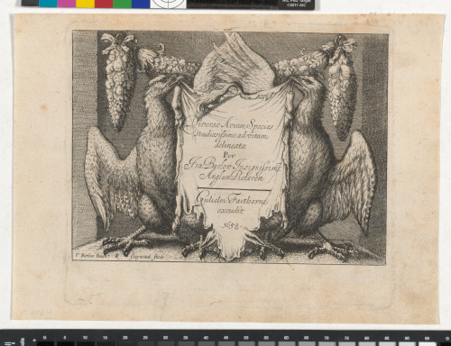 DIVERSAE AVIUM SPECIES PER FRA BARLOW