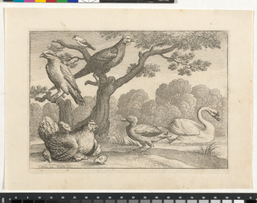 A BROODING HEN AND OTHER BIRDS