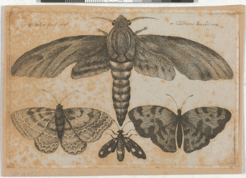 MOTH AND THREE BUTTERFLIES