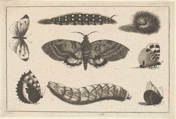 THREE CATERPILLARS, A MOTH AND FOUR BUTTERFLIES