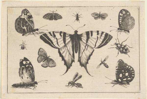 SWALLOW-TAILED BUTTERFLY AND TWELVE OTHER INSECTS