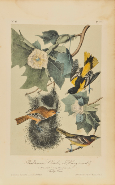 BALTIMORE ORIOLE, OR HANG-NEST (NO. 44, PL. 217)