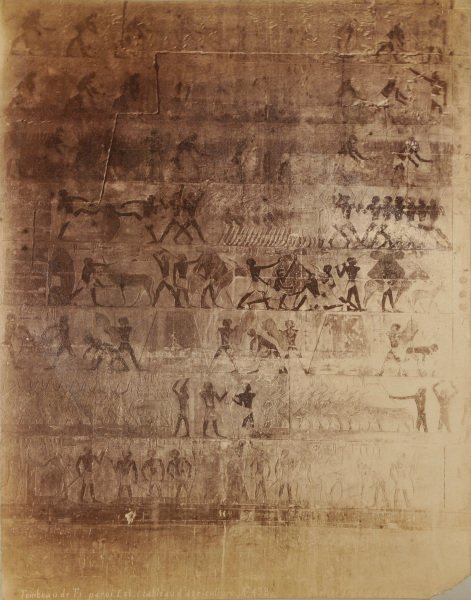 SAQQARA, TOMB OF TI, EAST WALL (AGRICULTURAL SCENE), 5TH DYNASTY