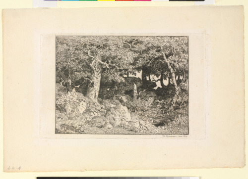 THE OAK FOREST OF THE ROCK