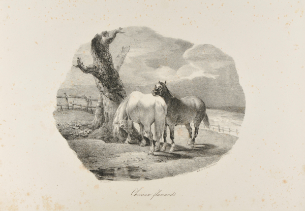 Chevaux flamands