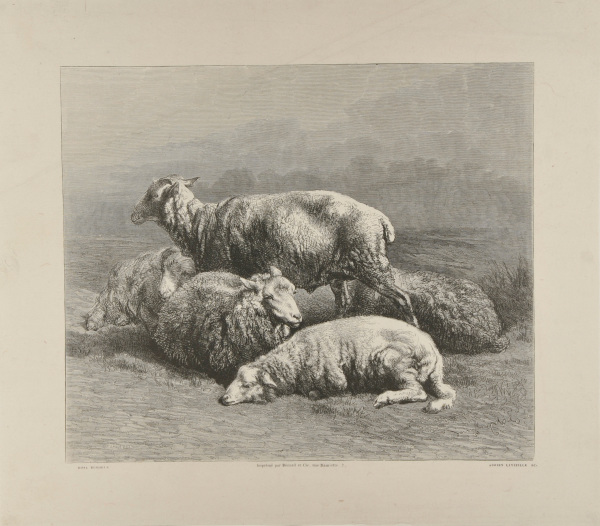 FIVE SHEEP