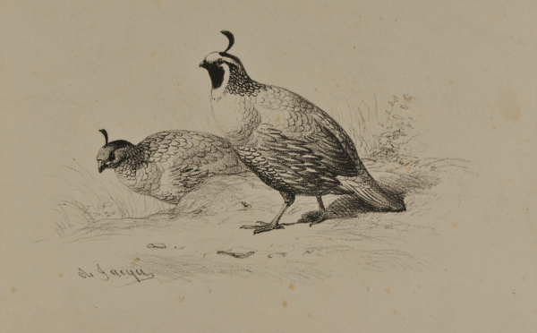 PERDRIX DE LA CALIFORNIE