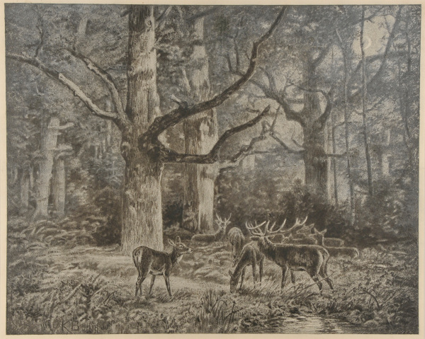 DEER IN THE WOODS