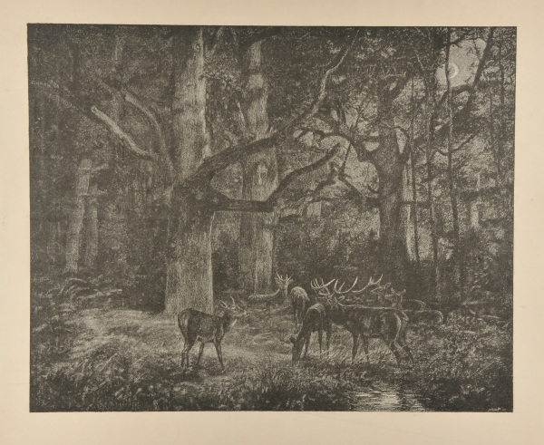DEER IN THE WOODS