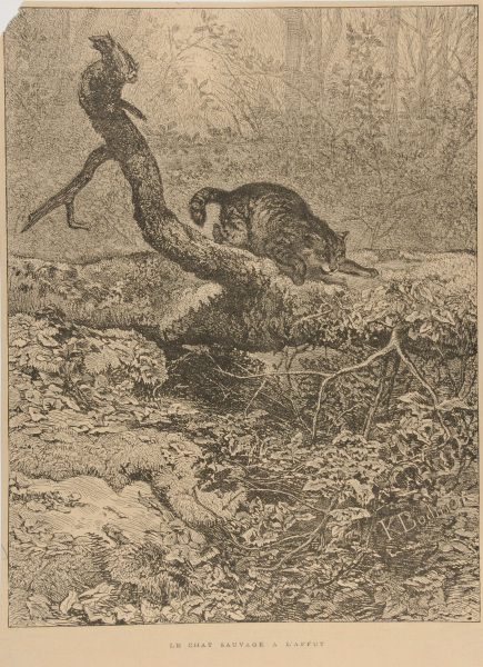 THE WILD CAT ON THE LOOKOUT