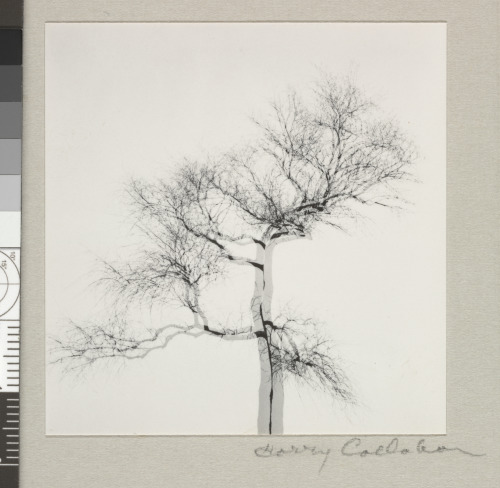 MULTIPLE EXPOSURE TREE, CHICAGO