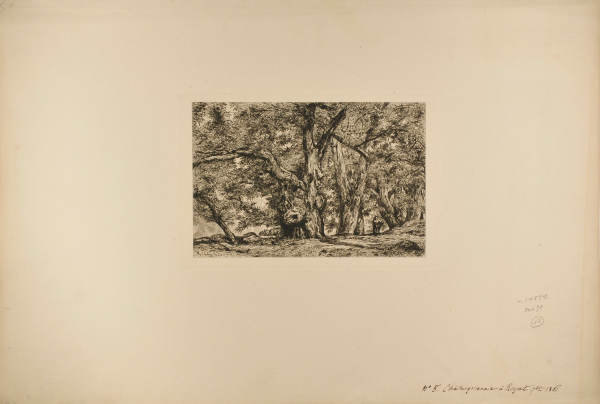 CHESTNUT GROVE IN ROYAT