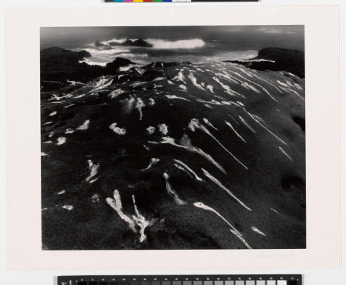 BIRDLIME AND SURF, POINT LOBOS, CALIFORNIA